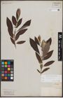 Foto von Salix dasyclados Wimm.